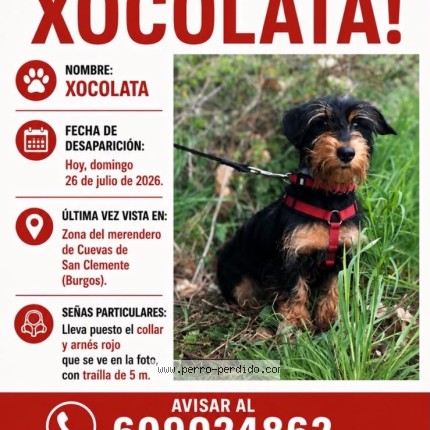 Foto 1/1 Xocolata Perro perdido en Burgos
