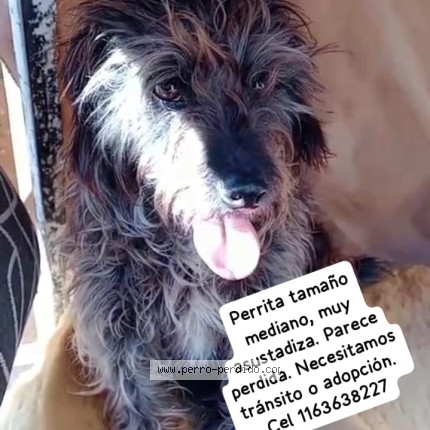 Foto 1/1 Perro encontrado Encontrado en Quilmes