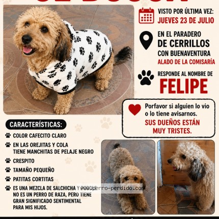 Foto 1/1 Felipe Perro perdido en Lo Espejo