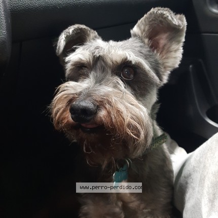 Foto 1/1 Ikal Perro perdido en Mexico City