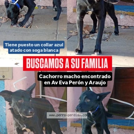 Foto 1/1 Perro encontrado Encontrado en Ciudad Autonoma De Buenos Aires