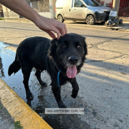 Foto 1/1 Perro encontrado Encontrado en La Matanza Lomas Del Mirador
