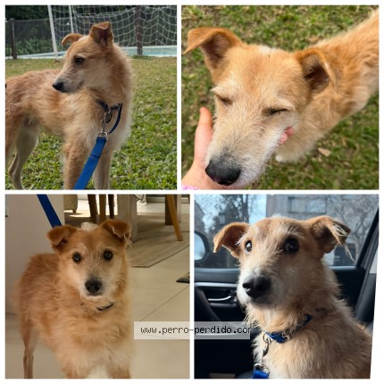 Foto 1/1 Perro encontrado Encontrado en Alberti
