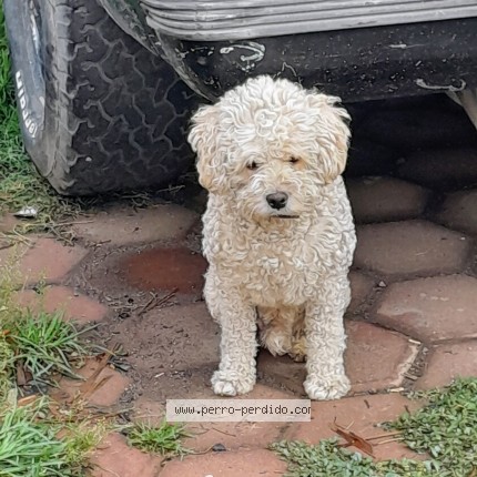 Foto 1/1 Monty Perro perdido en Puebla