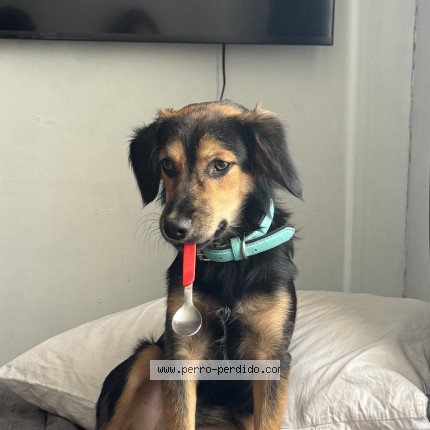 Foto 1/1 Manny Perro perdido en Santiago