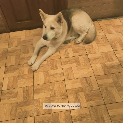 Foto 1/1 Cooper Perro perdido en Valparaiso
