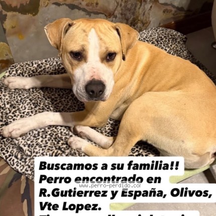 Foto 1/2 Perro encontrado Encontrado en Vicente Lopez