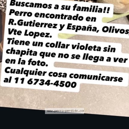 Foto 2/2 Perro encontrado Encontrado en Vicente Lopez