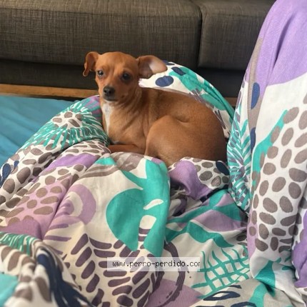 Foto de perro perdido en Bucaramanga