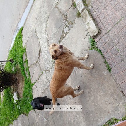 Foto 1/1 Perro encontrado Encontrado en Moron