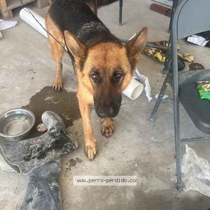 Foto 1/1 Perro encontrado Encontrado en Ciudad Juarez