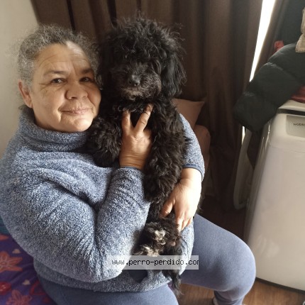 Foto 1/1 negra Perro perdido en Santiago