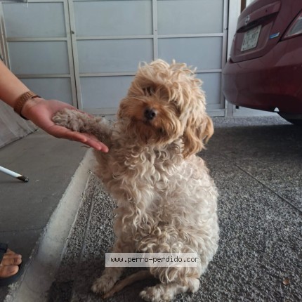 Foto 1/1 Perro encontrado Encontrado en Ciudad De Mexico