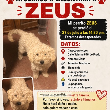 Foto 1/1 zeus Perro perdido en Santiago