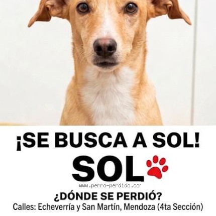 Foto 1/1 sol Perro perdido en Mendoza