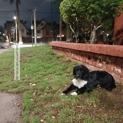 Foto 1/1 Perro encontrado Encontrado en Santiago