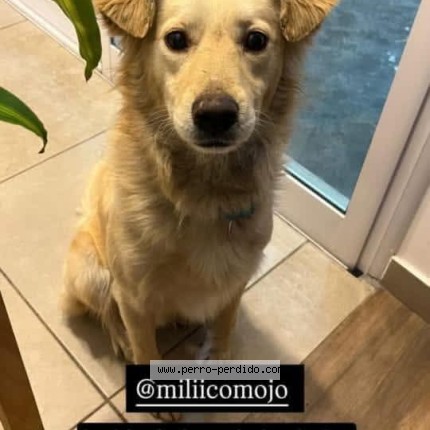 Foto 1/1 Perro encontrado Encontrado en Caba Villa Del Parque