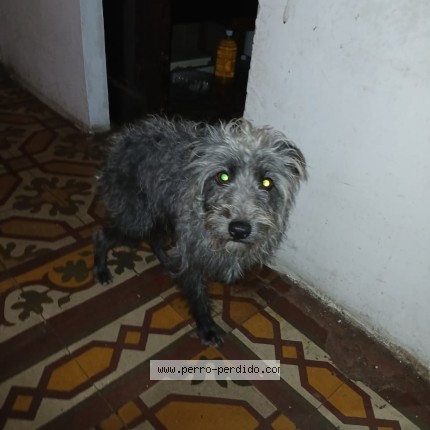 Foto 1/1 Perro encontrado Encontrado en Caba