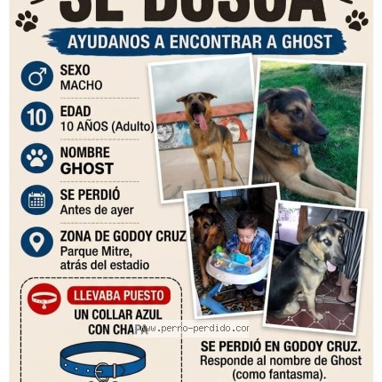 Foto 1/1 GHOST Perro perdido en Godoy Cruz
