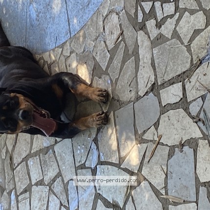 Foto 1/1 koda Perro perdido en Nogales