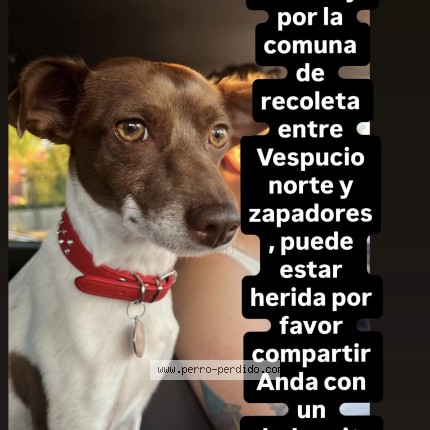 Foto de perro perdido en Santiago