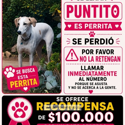 Foto 1/1 puntito Perro perdido en Codegua