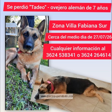 Foto 1/1 Perro encontrado Perdido en Resistencia