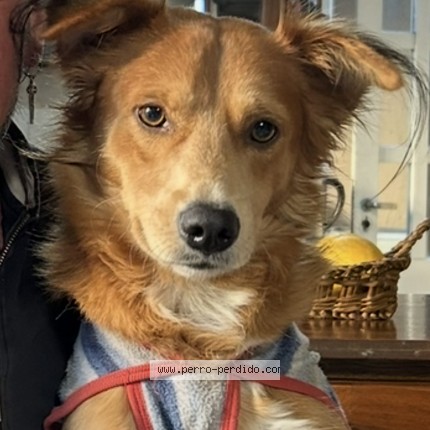Foto 1/1 Rubi Perro perdido en San Justo