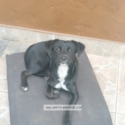 Foto 1/1 pol Perro perdido en Monte Grande