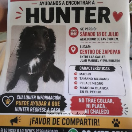 Foto 1/1 hunter Perro perdido en Guadalajara
