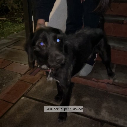 Foto 1/1 Perro encontrado Encontrado en Las Condes