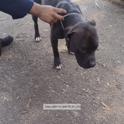 Foto 1/1 Perro encontrado Encontrado en Alvaro Obregon