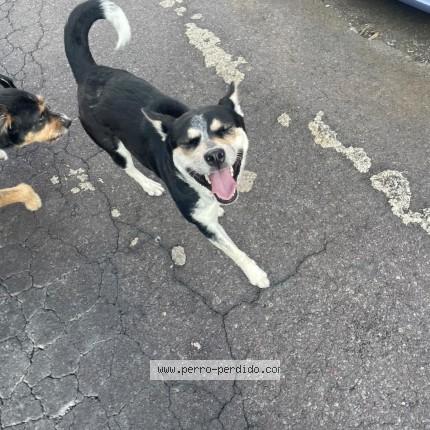 Foto 1/1 Perro encontrado Encontrado en Cdmx Alvaro Obregon