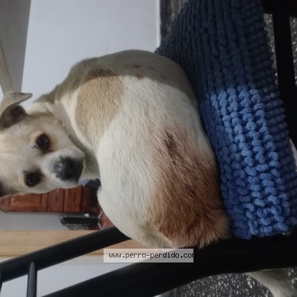 Foto 1/1 Perro encontrado Encontrado en Buenos Aires