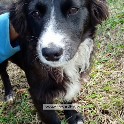 Foto 1/1 Perro encontrado Encontrado en Joaquin Suarez Barrio Nuevo