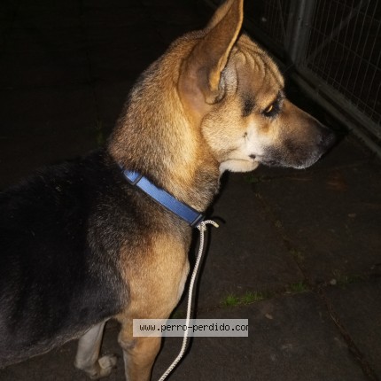Foto 1/1 Perro encontrado Encontrado en Ciudad Auton