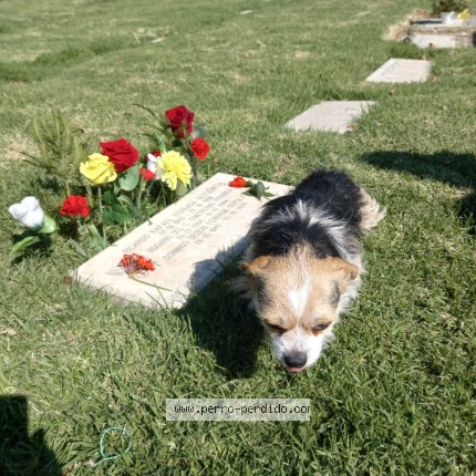Foto 1/1 cachupin Perro perdido en Las Condes