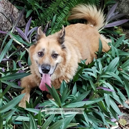 Foto 1/1 Perro encontrado Encontrado en Veracruz