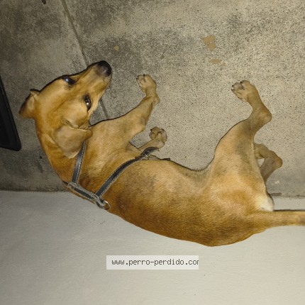 Foto 1/1 Perro encontrado Encontrado en Guadalupe Apodaca