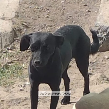Foto 1/1 Pocahontas Perro perdido en Ciudad Nicolas Romero