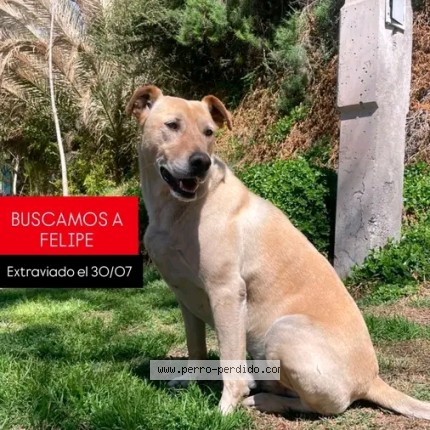 Foto 1/1 Felipe Perro perdido en San Rafael