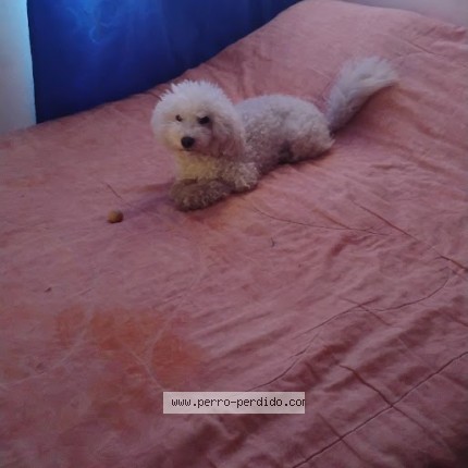 Foto 1/1 coco Perro perdido en Soacha