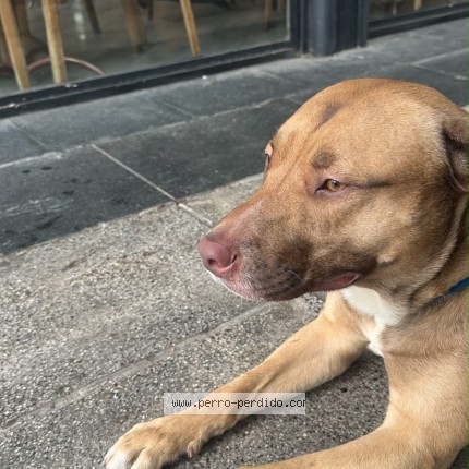 Foto 1/1 Perro encontrado Encontrado en Caba