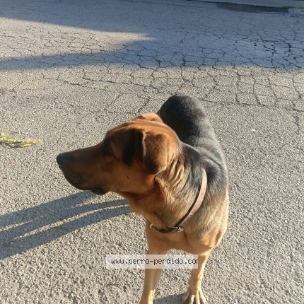 Foto 1/1 Perro encontrado Encontrado en Cuautitlan Izcalli