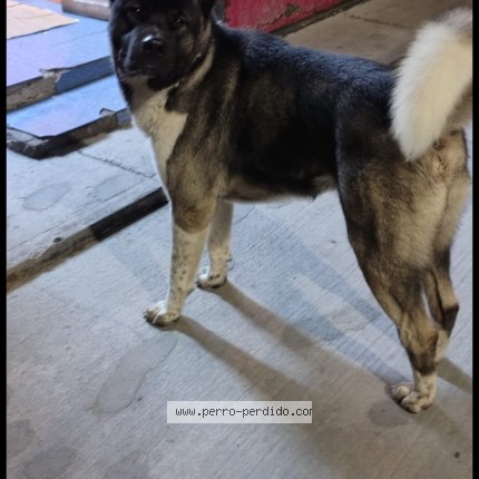 Foto 1/1 Perro encontrado Encontrado en Lo Espejo