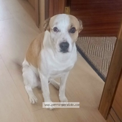 Foto 1/1 Lucas Perro perdido en Quito