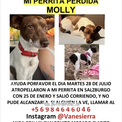 Foto 1/1 Molly Perro perdido en Santiago