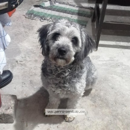Foto 1/1 karol Perro perdido en Nezahualcoyotl