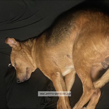 Foto 1/1 Berlin Perro perdido en Montevideo