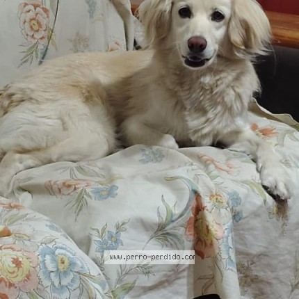 Foto 1/1 keyla Perro perdido en Santiago